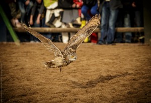 _BF_9368-20140830-MAFHorsens2014-0659